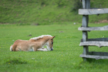 Naklejka na ściany i meble Foal resting on field in summer