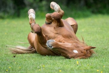 Playful horse on the meadow in summer