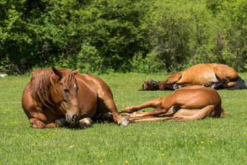 Fototapeta na wymiar Horses that are resting on the meadow in summer