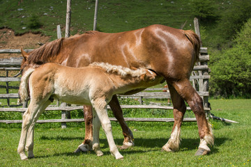 Naklejka na ściany i meble Mare and cute foal eating in summer pasture