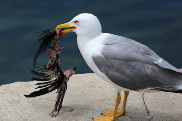 Fototapeta premium Gull Holding a Dead Bird in its Beak