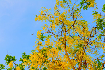 Yellow blossom of tree in park