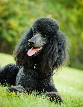 Black Standard Poodle lying down in grass park