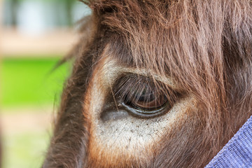 close up of donkey's eye