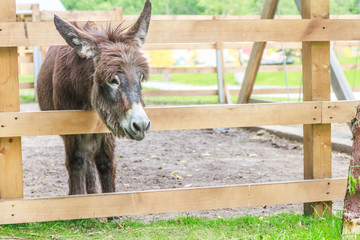 donkey on farm behind wooden fence
