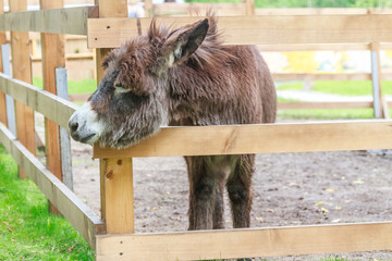 donkey on farm behind wooden fence