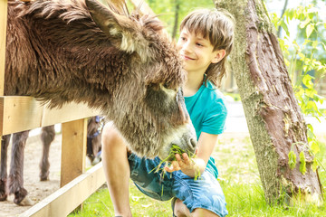 outdoor portrait of young happy young boy feeding donkey on farm