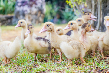 cute baby ducks in nature