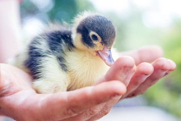 cute baby duck in child's hands