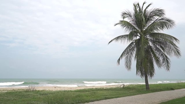 Sea surf and lone palm tree slow motion video on cloudy day