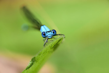 Damselfly