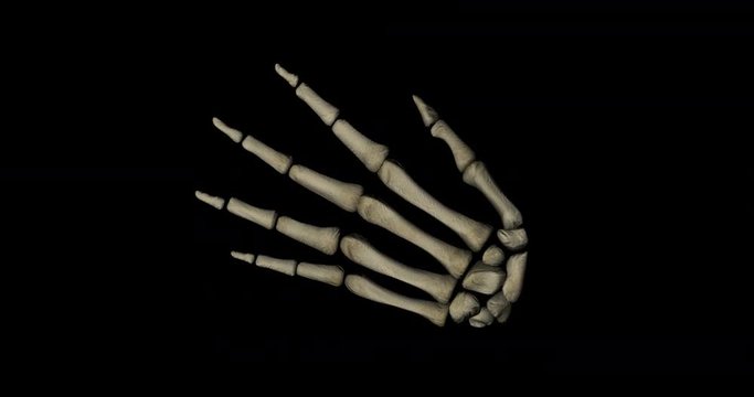 Animation of bone structure of human hand of a skeleton with all the elements gyrating on black bakground in 4K format seen from above
