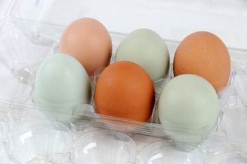 chicken eggs with different color 