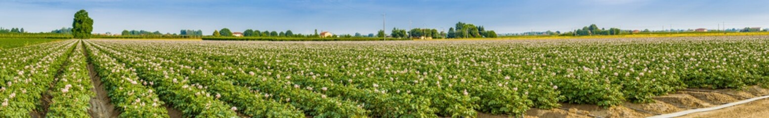 potato fields