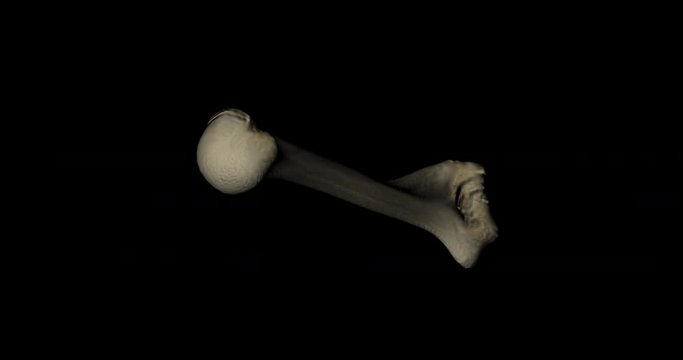 Humerus bone of skeleton human gyrating on black background in 4K format