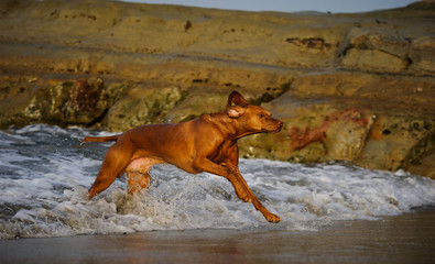 Vizsla running in the beach surf by blufs