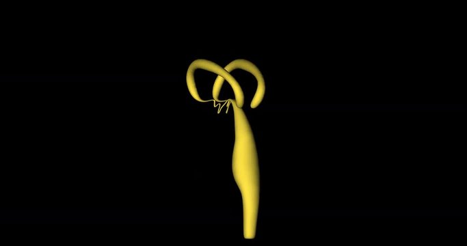 Animation of medulla oblongata of human body gyrating on black background in 4K format
