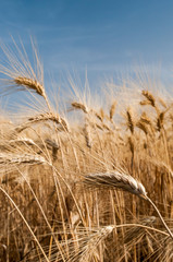 Ears of corn against a blue sky