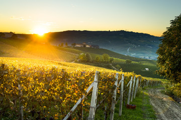 beautiful vineyard in switzerland in blue sky