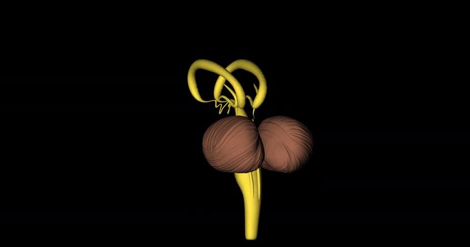 Animation of cerebellum, amygdala and medulla oblongata of nervous system of human body in rotation over black background in 4K format