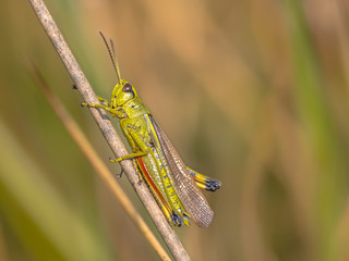 Moerassprinkhaan on rush