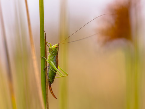 Short winged Conehead