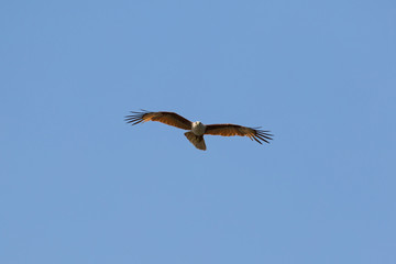 Brahminy kite(Haliastur indus) flying on sky