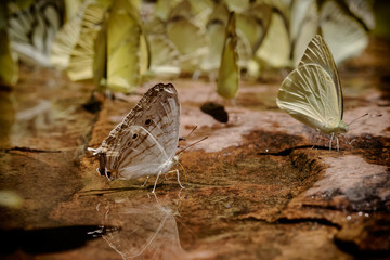 Butterfly eating Salt licks on ground at Pangsida national park