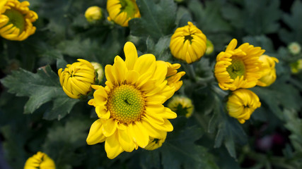 Yellow Chrysanthemum bloom 