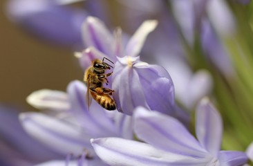 Bee Resting on Purple Agapanthus
