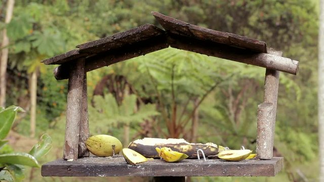 Carriqu&iacute; de Monta&ntilde;a - Cyanocorax yncas