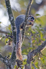 Giant Squirrel (Ratufa macroourna) Wilpattu, Sri Lanka