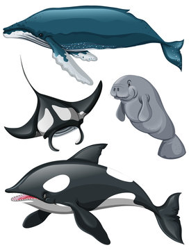 Different kind of whales and fish