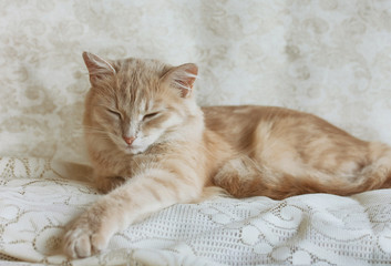 beige young cat napping