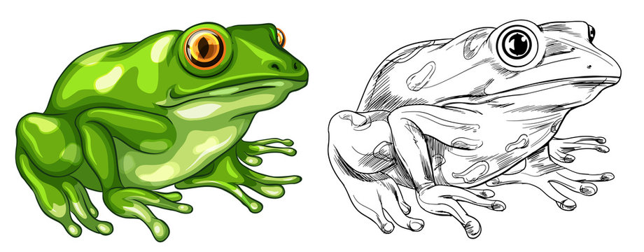 Drafting and colored picture of frog
