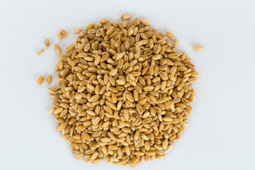 Golden yellow arley grain texture pile background