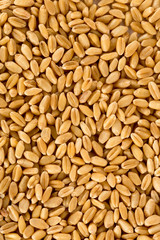 Golden yellow arley grain texture pile background