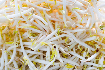 Bean sprouts used in Thai cuisine