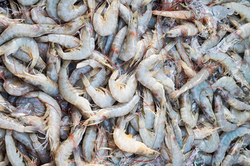 Pile of fresh sea shrimps