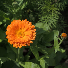 Ringelblume, Calendula officinalis