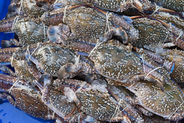 Fresh sea crab at a fish market