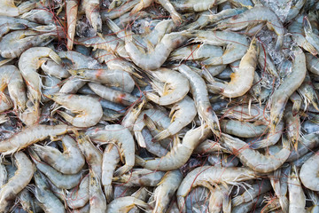 Pile of fresh sea shrimps