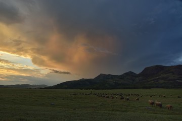 Sunset over field with sheep in the distance