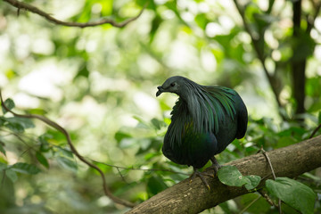 Nicobar pigeon, Nicobar dove on tree