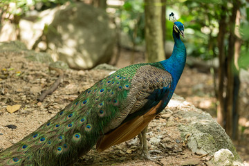 Obraz premium Peacock standing