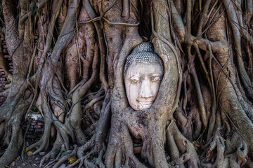 Ancient buddha head embeded in banyan tree from Ayutthaya, Thail