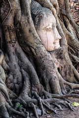 Fototapeta na wymiar Ancient buddha head embeded in banyan tree from Ayutthaya, Thail