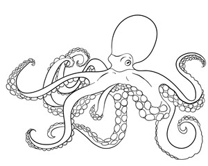 Octopus with high details.  - 114110373