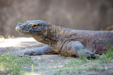 Obraz premium Portrait of a Komodo dragon, Varanus comodensis, Indonesia