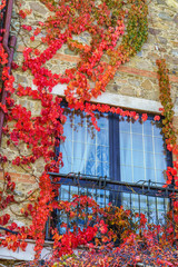 Fototapeta na wymiar window framed with vine leaves